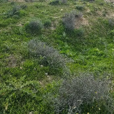 مغازه یا زمین تجاری میدان روزبه یا اول دهلخلوت