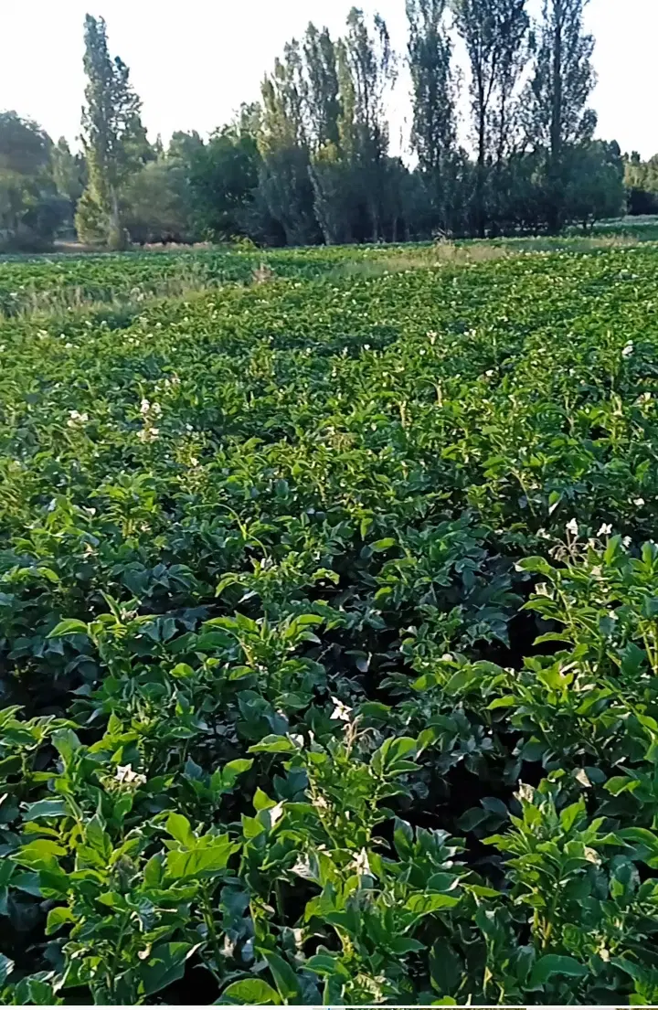 زمین زراعی در روستای قلعه جوق جاده رازلیق