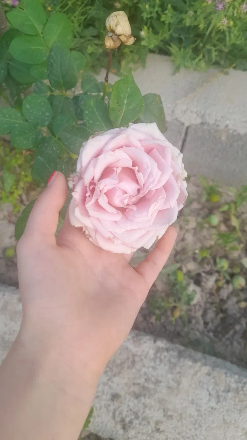 فروش باغ سنددار