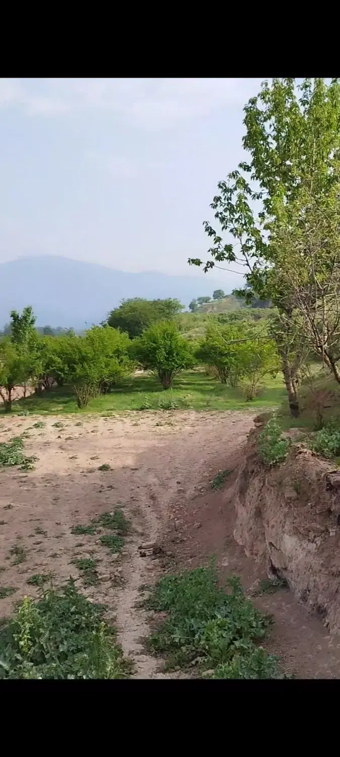 معاوزه با زمین ندارم