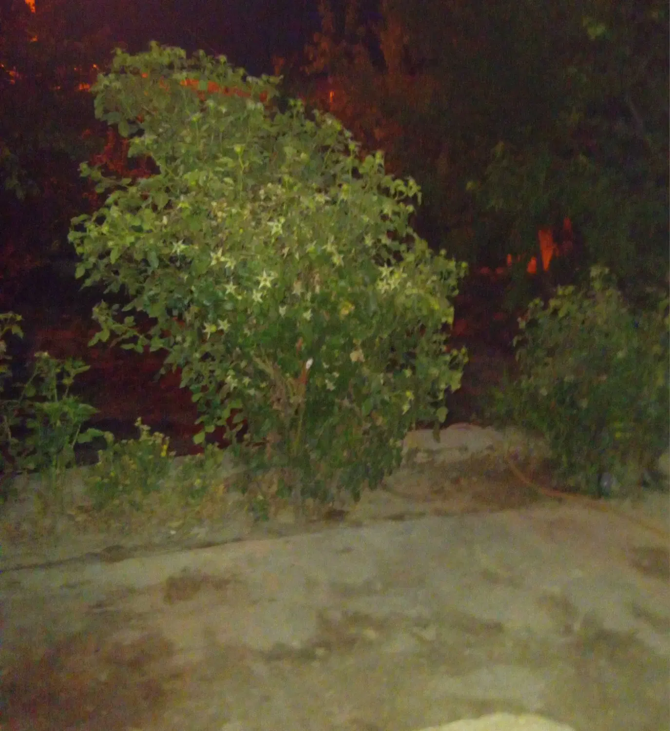 باغ میوه