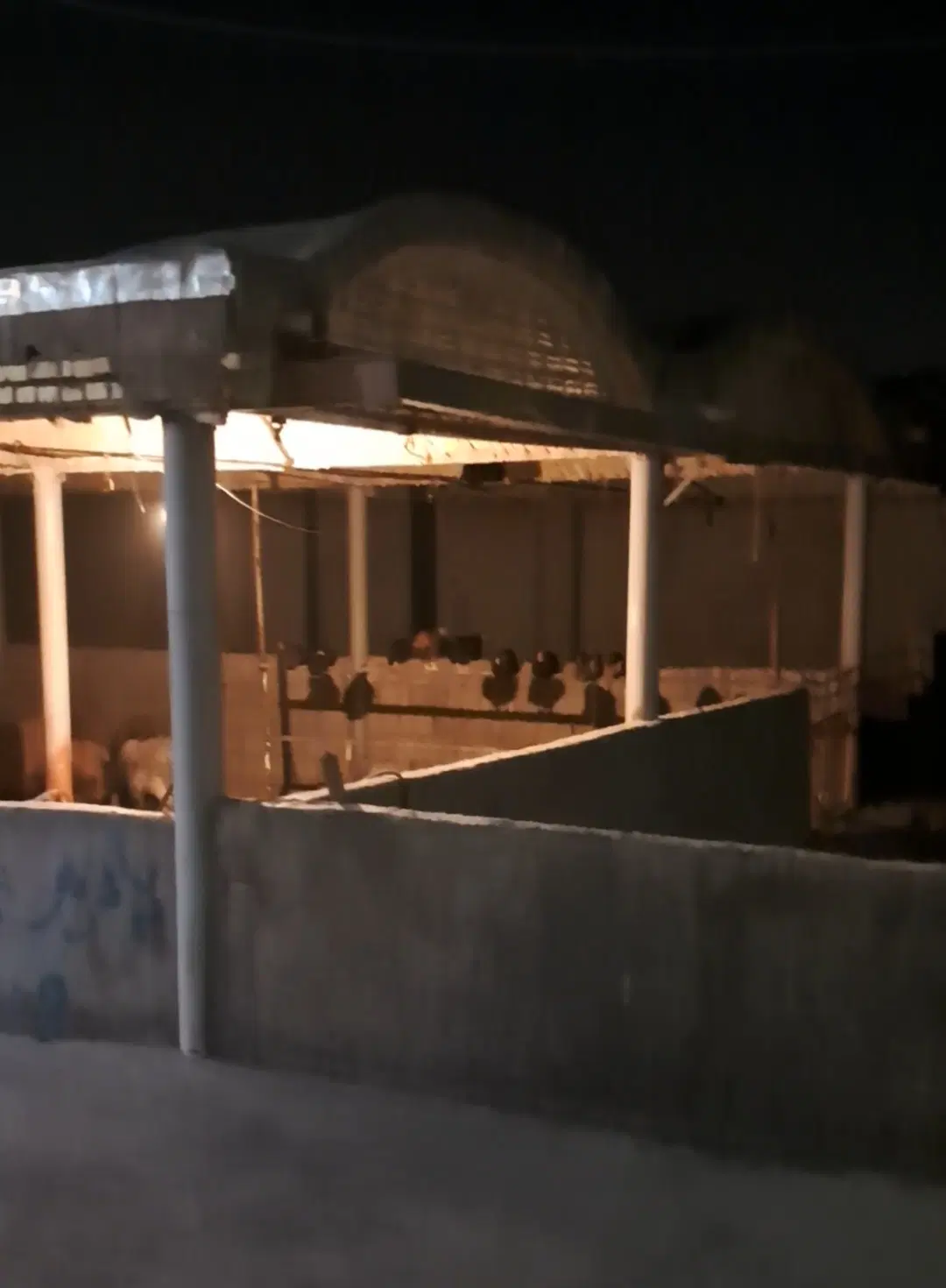 دامداری یابرای تولیدقارچ
