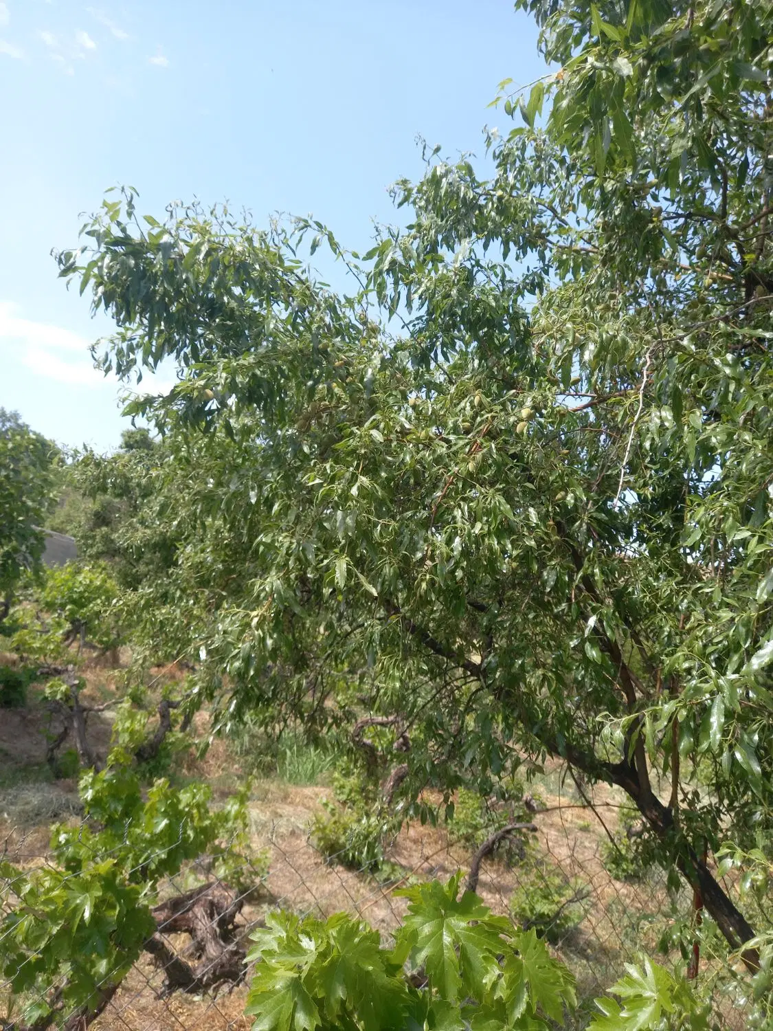 باغ جاده روانسر