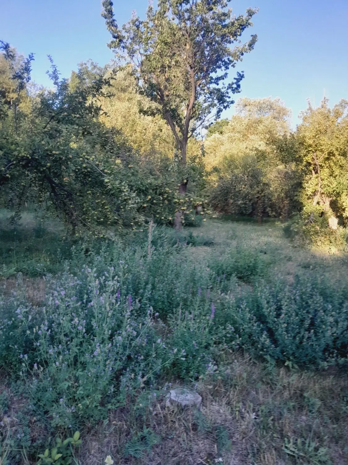 باغ در روستای خمس طرف ماتان