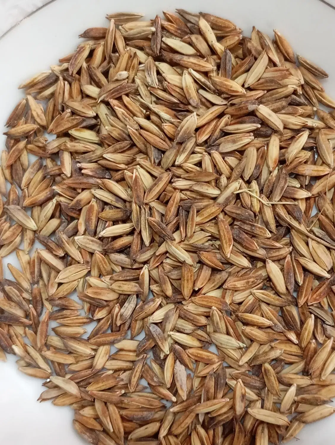 شلتوگ غرب کارون