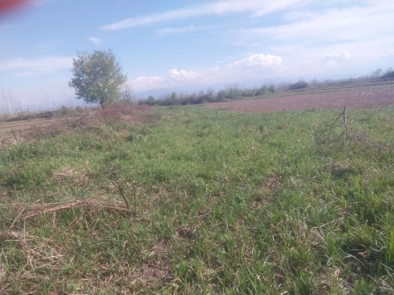 زمین باغی و شالیزار