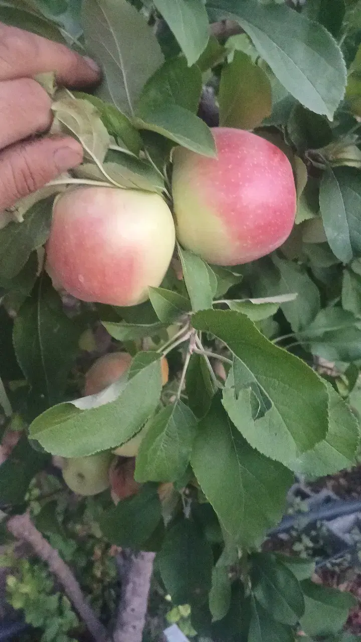 فروش باغ شهری خانزنیان