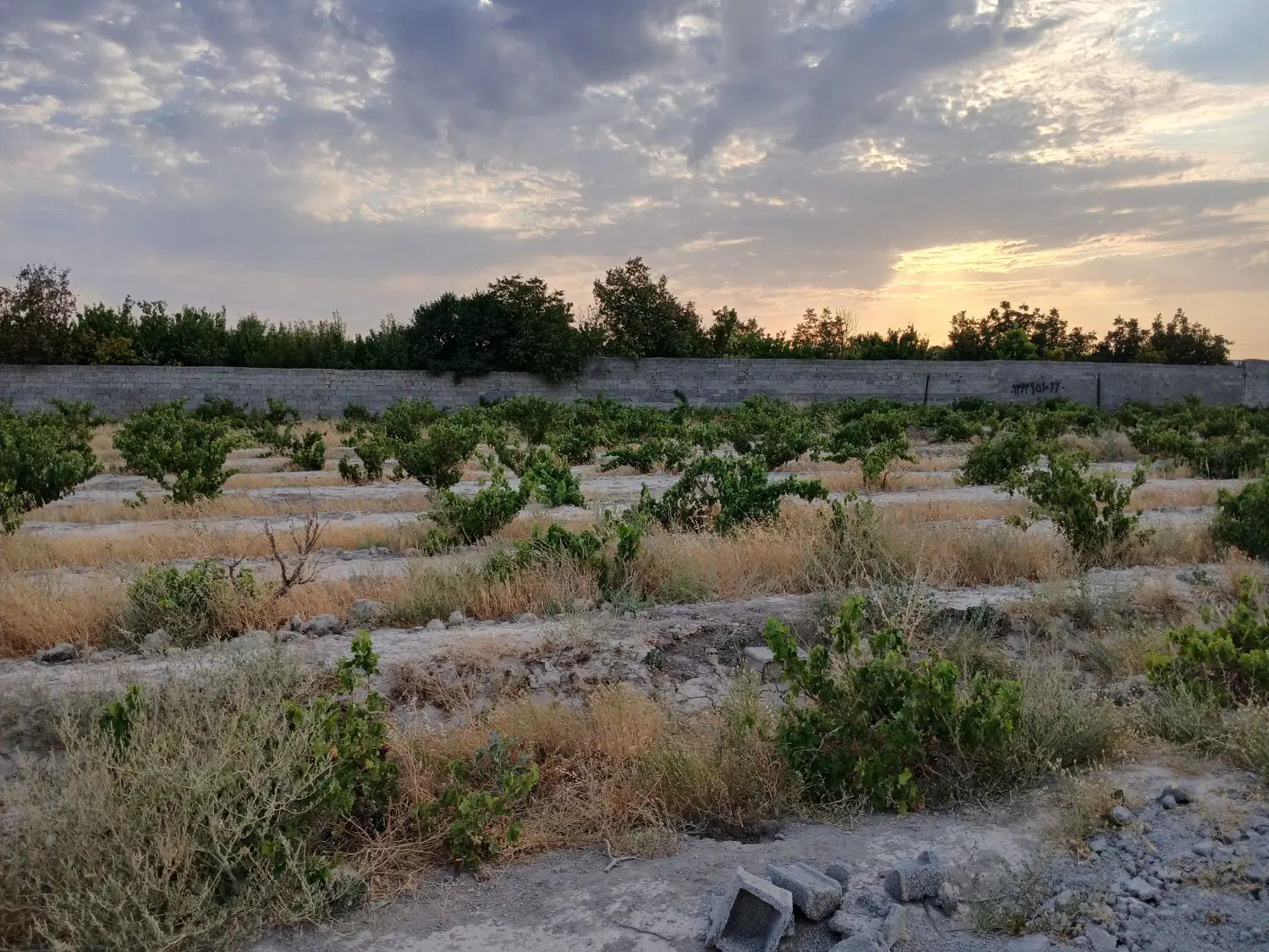 باغ باغچه انگور۶۶۰متر