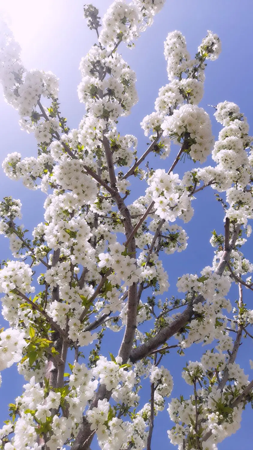 فروش باغ انگو.ر..