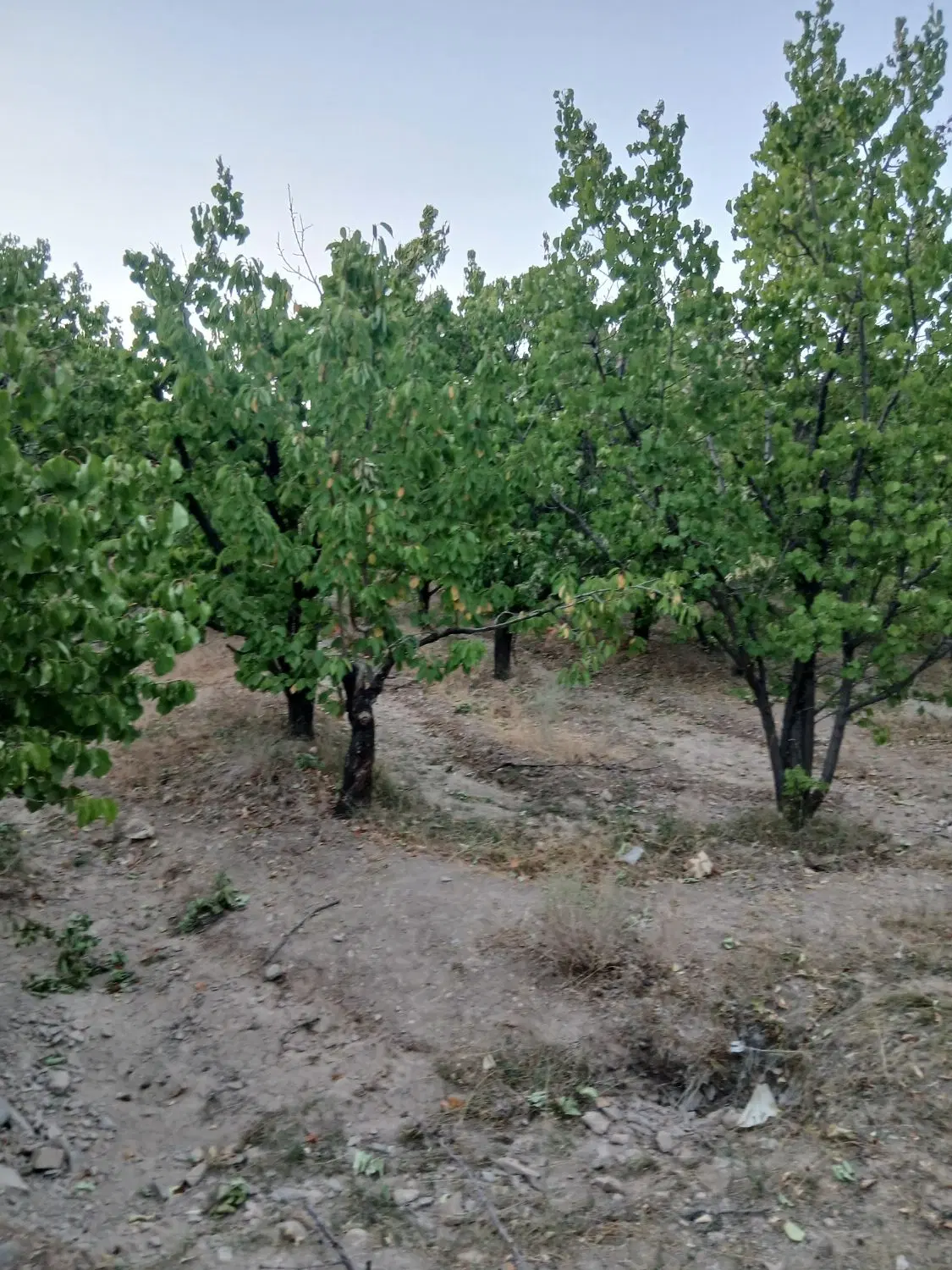 فروش باغ درختی  در روستای عرب اباد ماهان