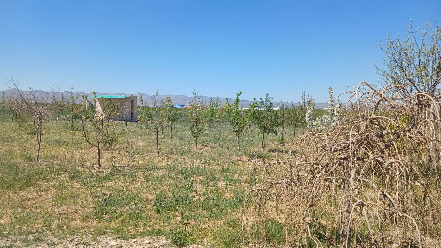 باغشهر رضوان