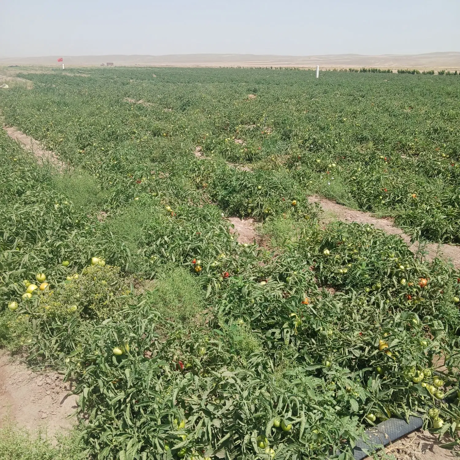 ۱۰۰۰ متر زمین باغی سنددار ،با وام
