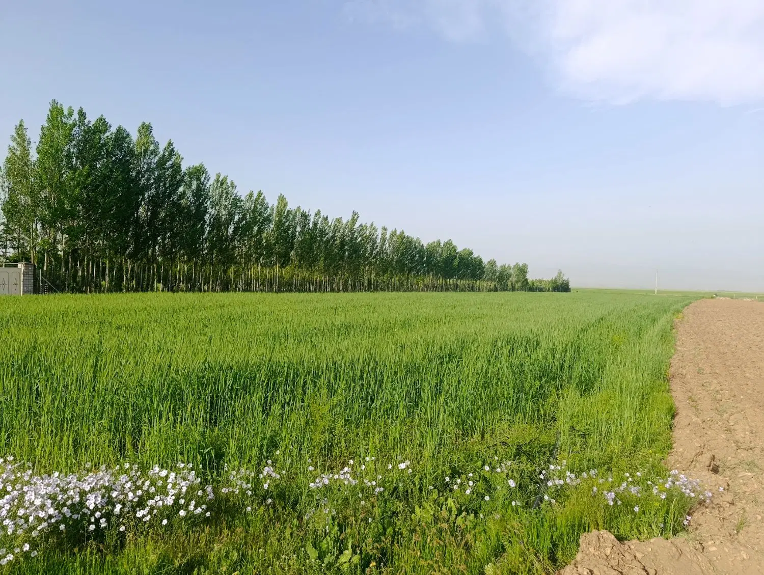 زمین کشاورزی آینده دار