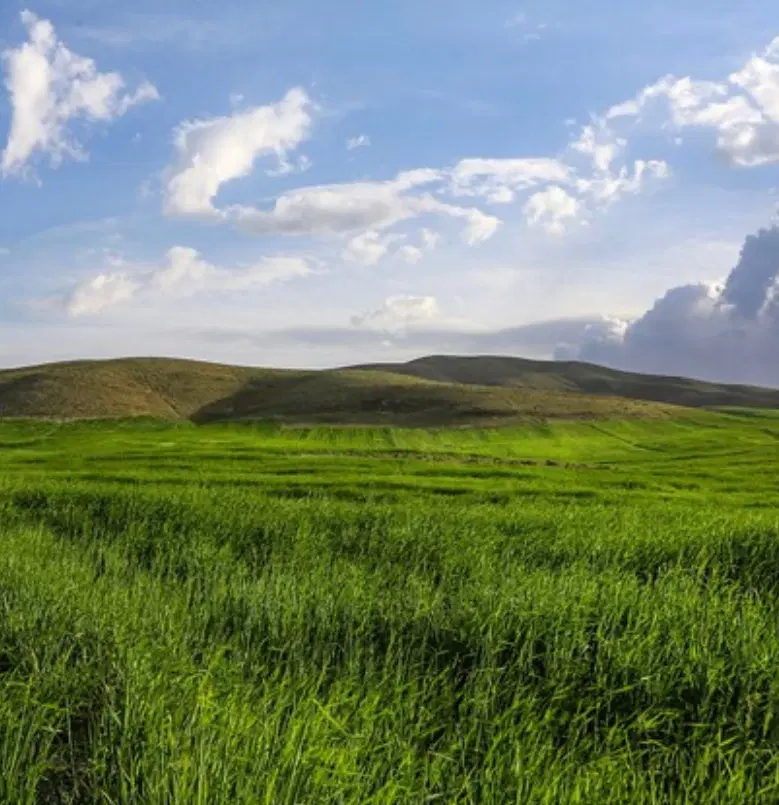زمین زراعی چاوان