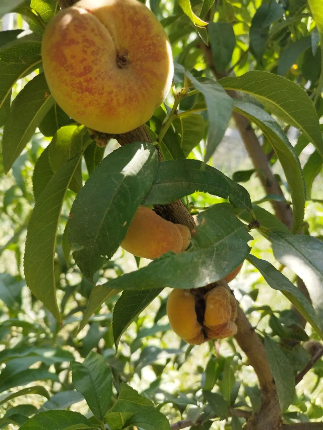 باغ فروشی در روستای چقا