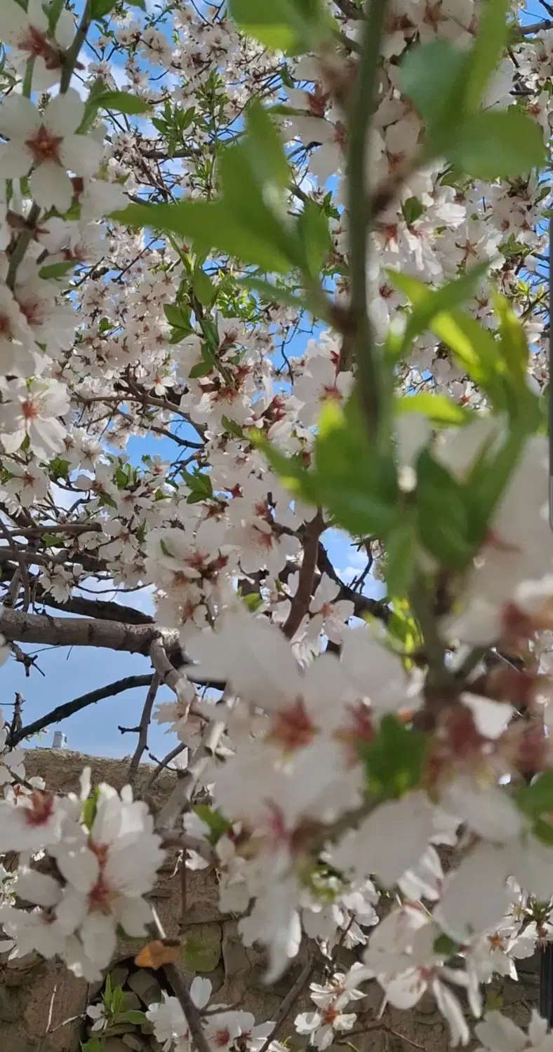 باغ شش دانگ