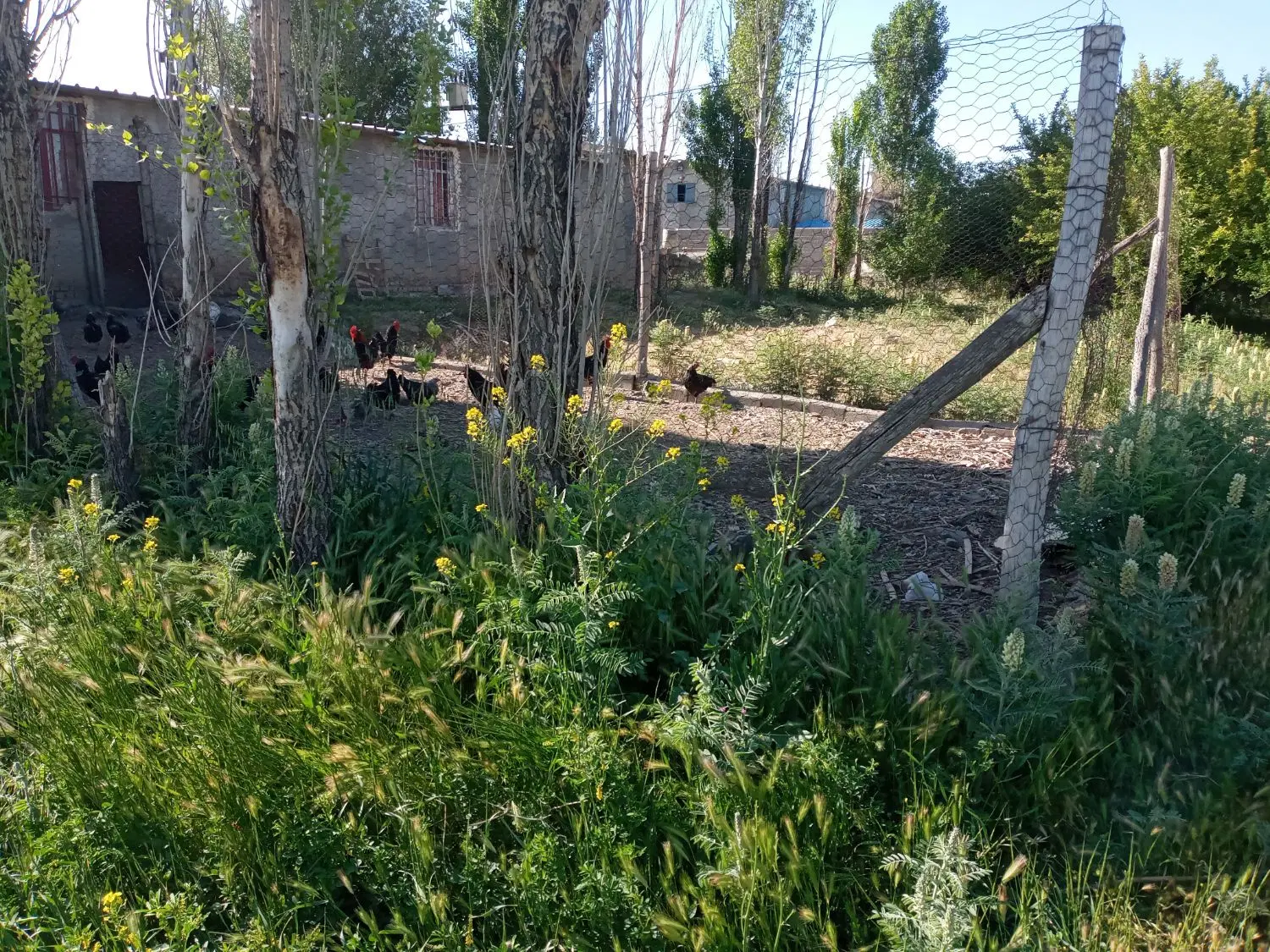 اجاره ۲ و نیم هکتار زمین آبی