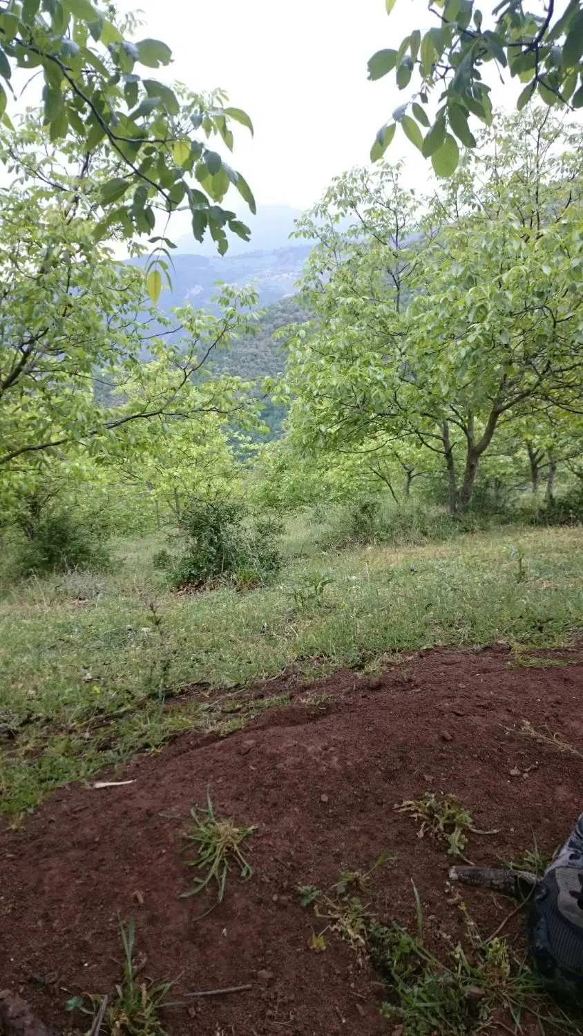 زمین باغِ گردو