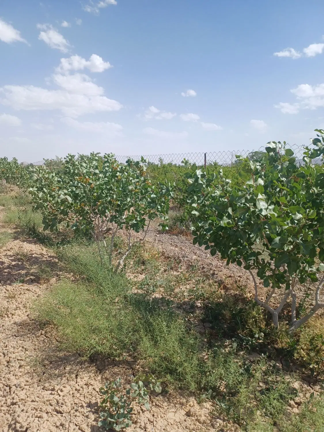 باغ فروشی پسته