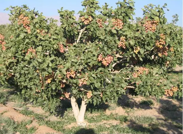 باغ و ساختمان