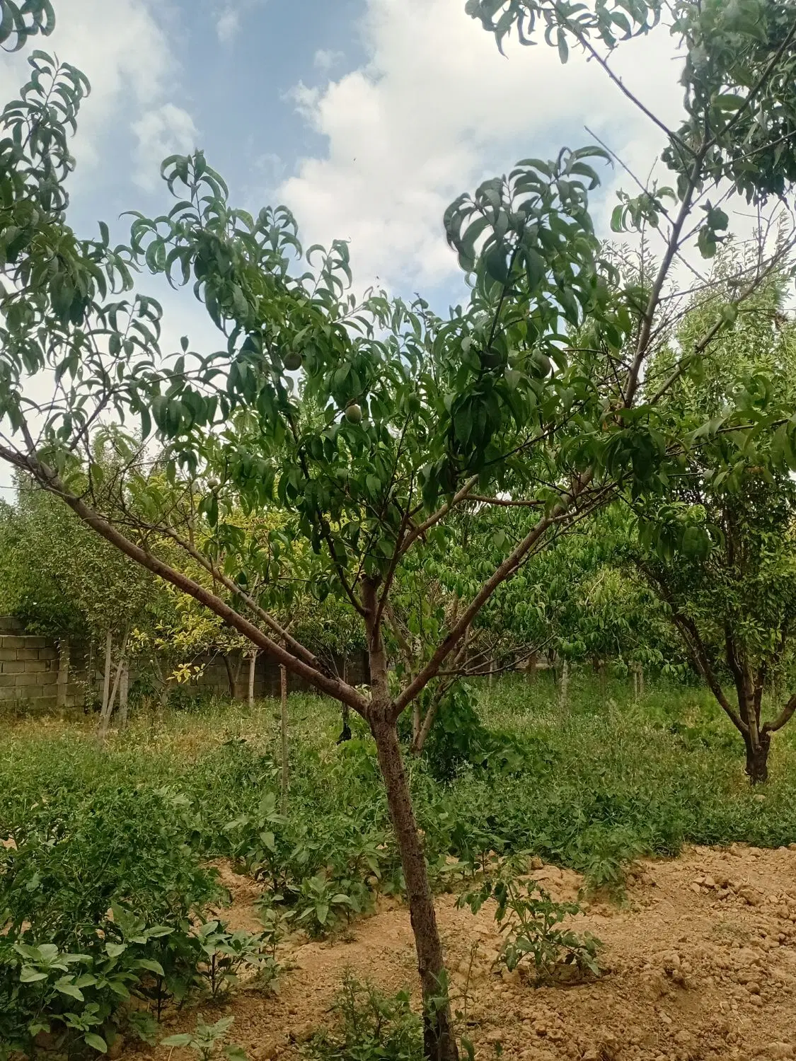 باغ
