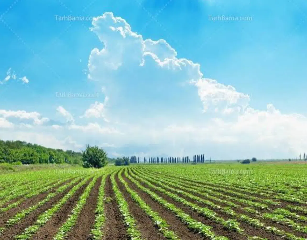 زمین باغی مسکونی داخل طرح شهری
