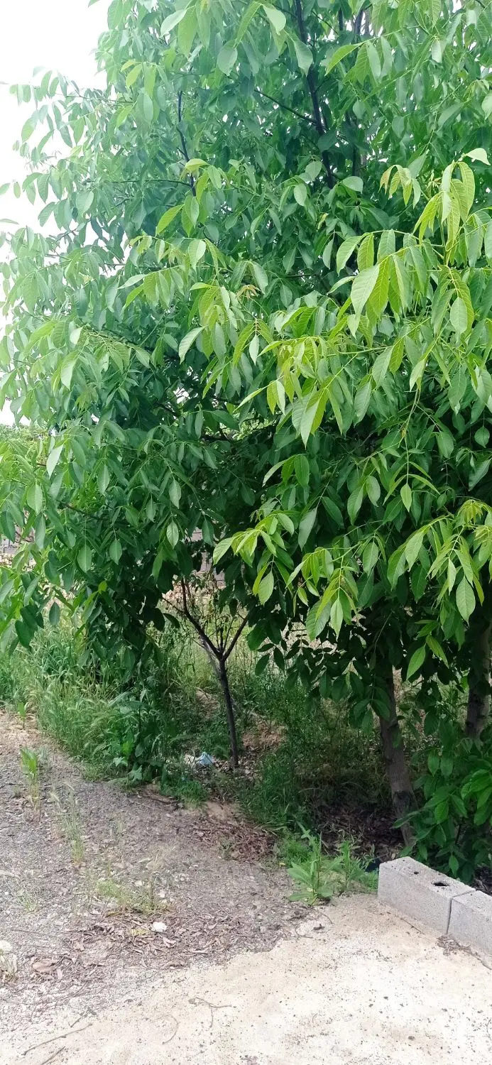 باغ ویلا نقلی زمین ملکی