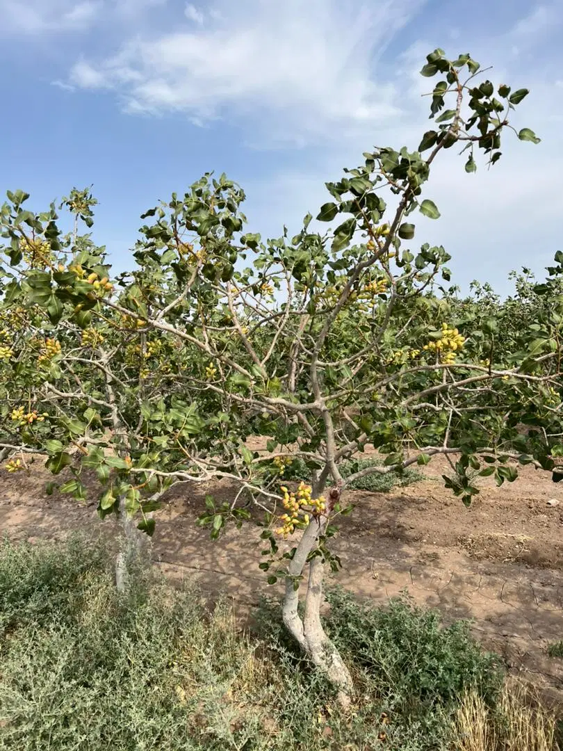 باغ‌ پسته زبرخان  قدمگاه روستای عصمت اباد