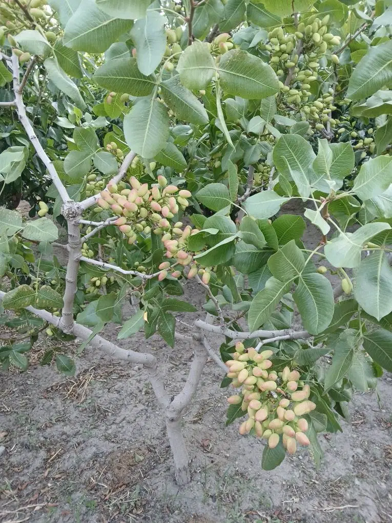 فروش باغچه