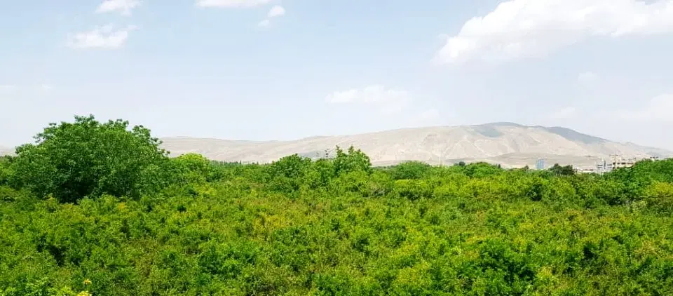 باغ گروه یک . قصردشت