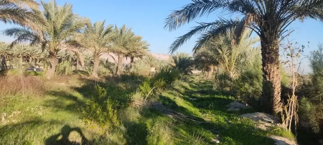 فروش باغ نخل ۴۰۰۰ متری در روستای کیکاووس