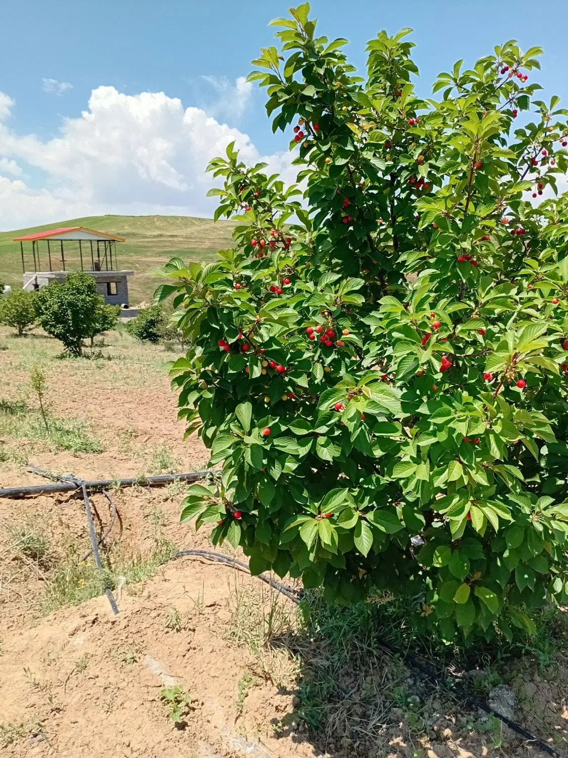 باغ در ۱۵ کیلو متری میانه میانداب