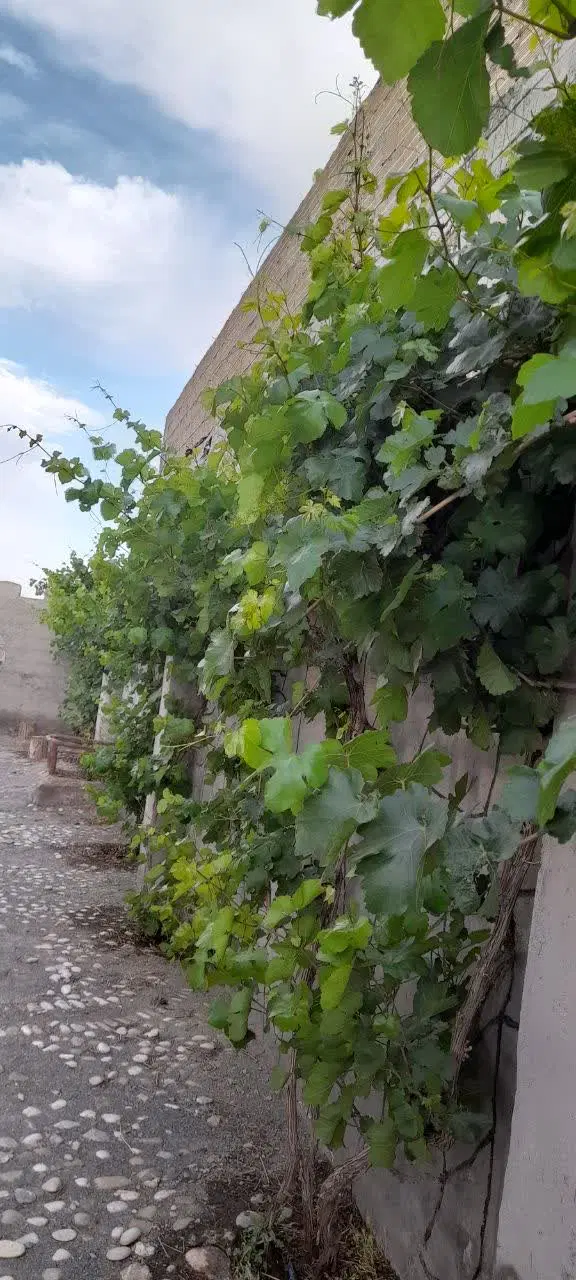 باغ زیبا و ارام