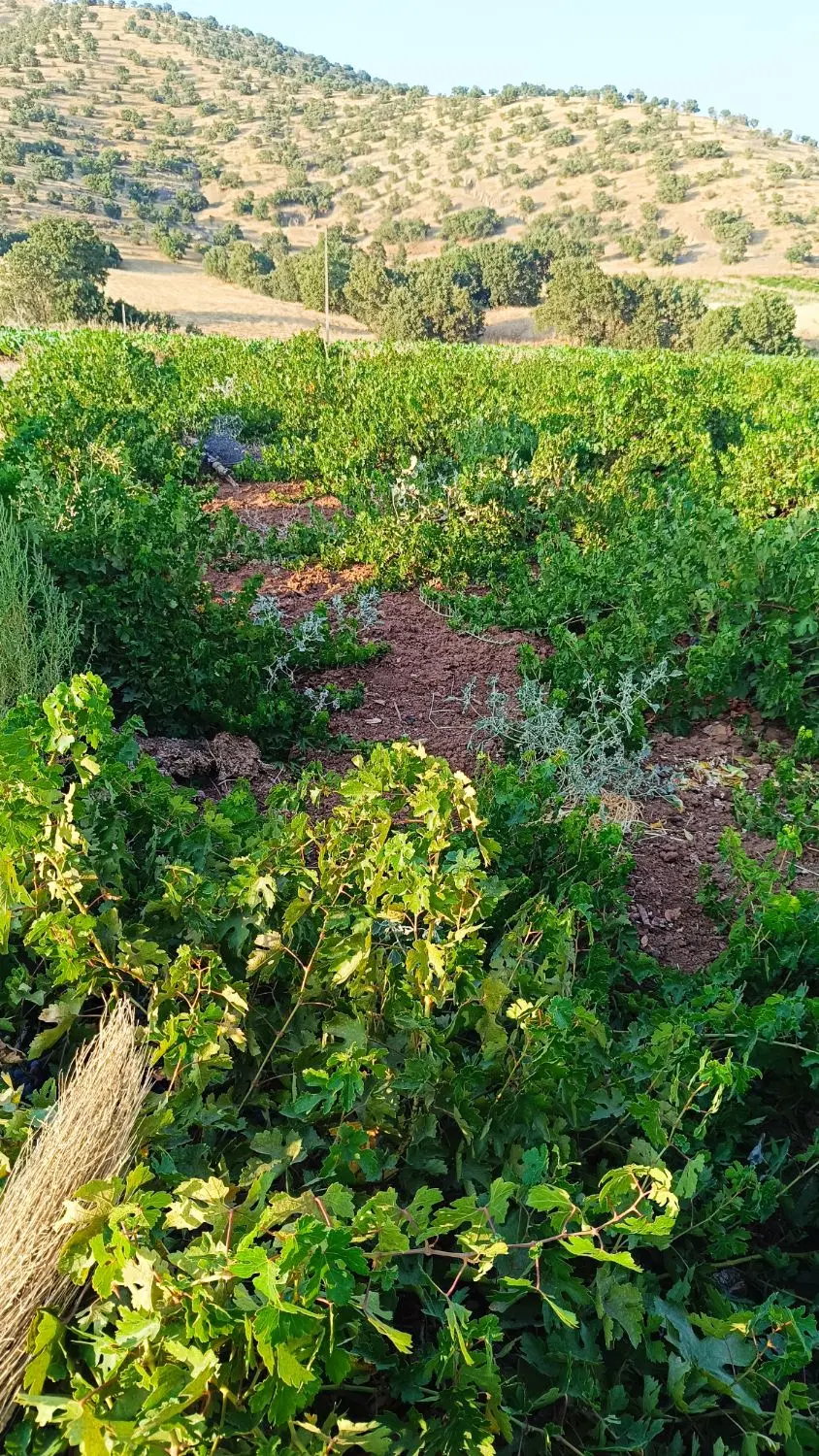 فروش باغ انگور