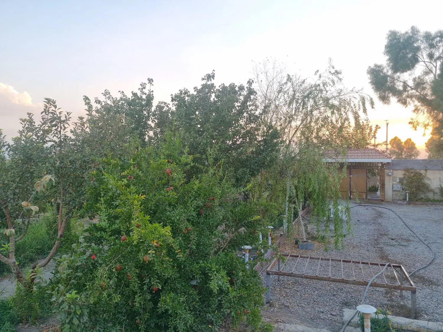 باغ سرسبز