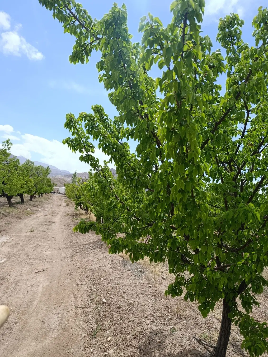 فروش باغ آستانه چشمه علی