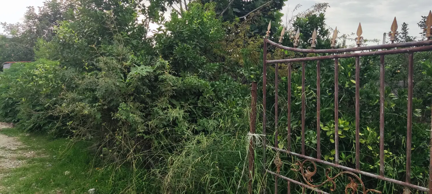 زمین مسکونی ۱۶۵ متری جنوب بابل با پروانه ساخت