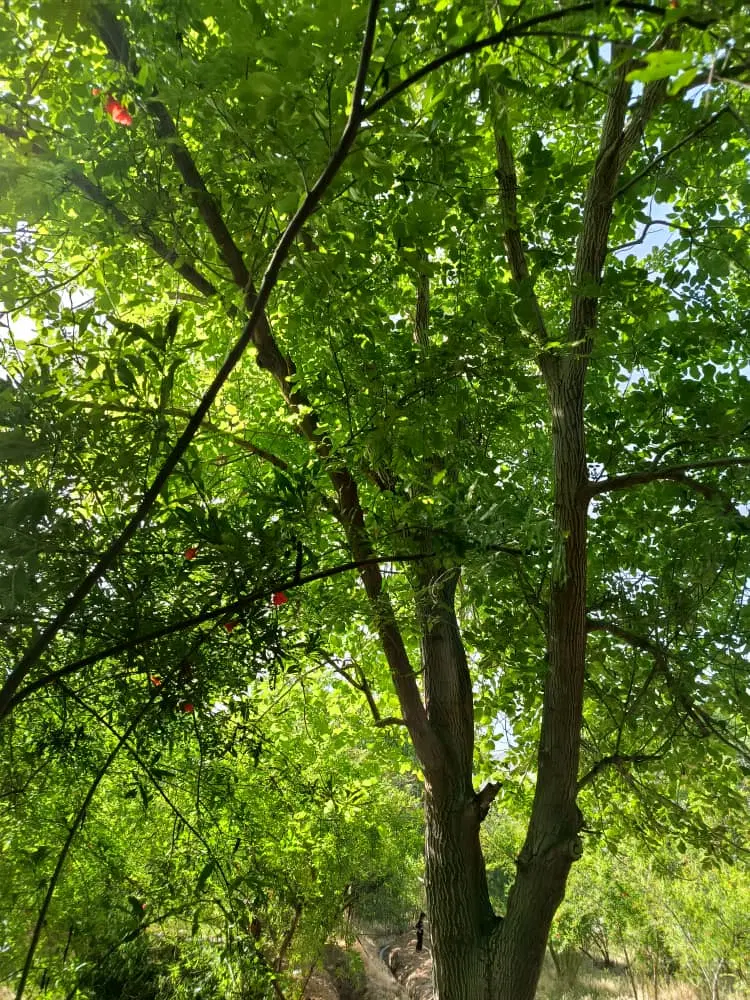 فروش باغ شهری با آب خوب