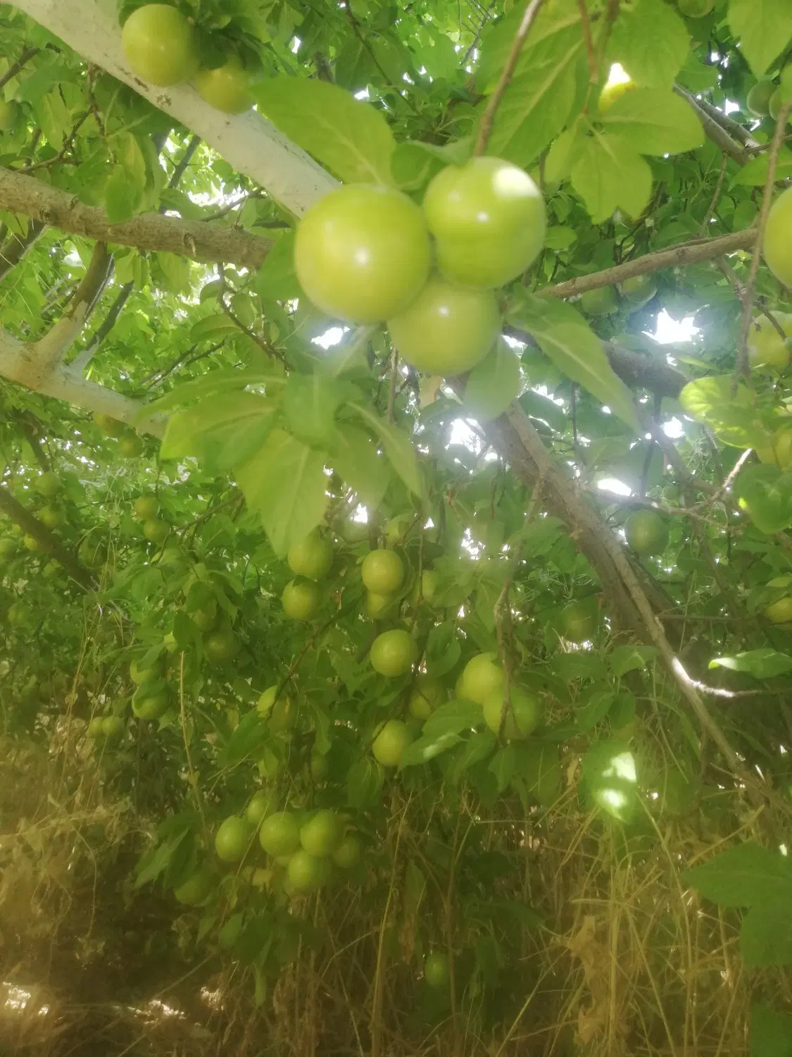 خانه باغ ویلایی 1000 متری آب، برق، گاز
