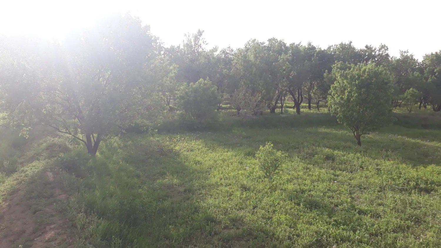 باغ سنتی شریف آباد (شریفیه)