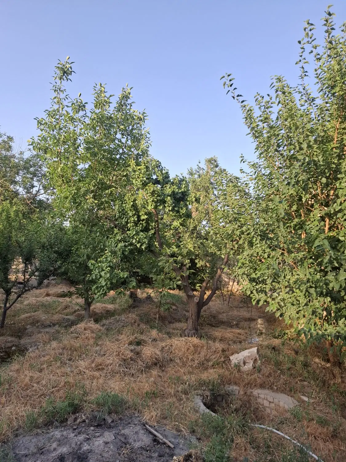 باغ چهار دیواری ۶۴۰ متر داخل مجموع ملارد صالح اباد