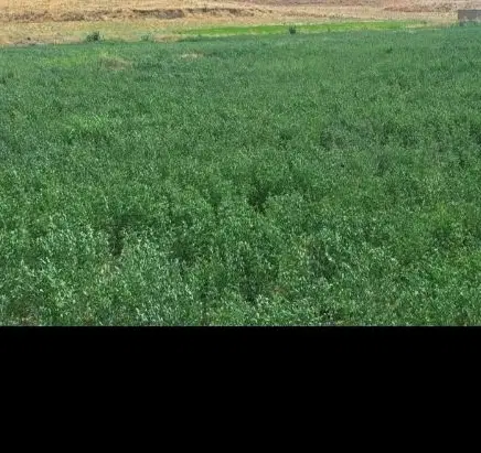 فروش ۱هکتار زمین کشاورزی