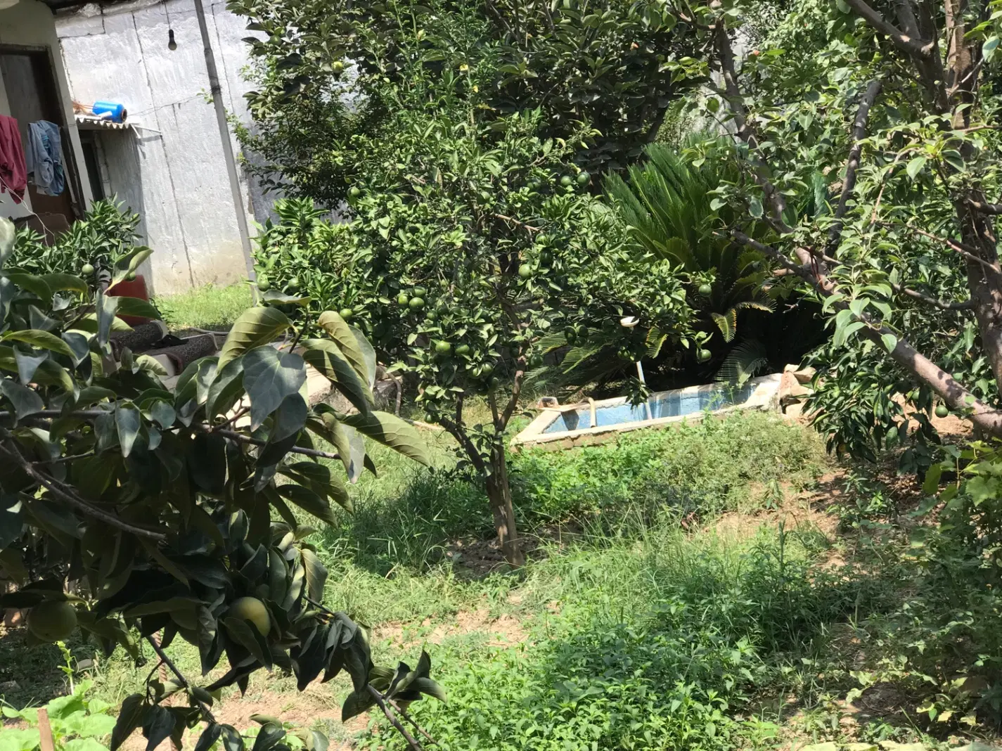 خانه باغ ۲۰۰ متری در تربیت معلم بابل