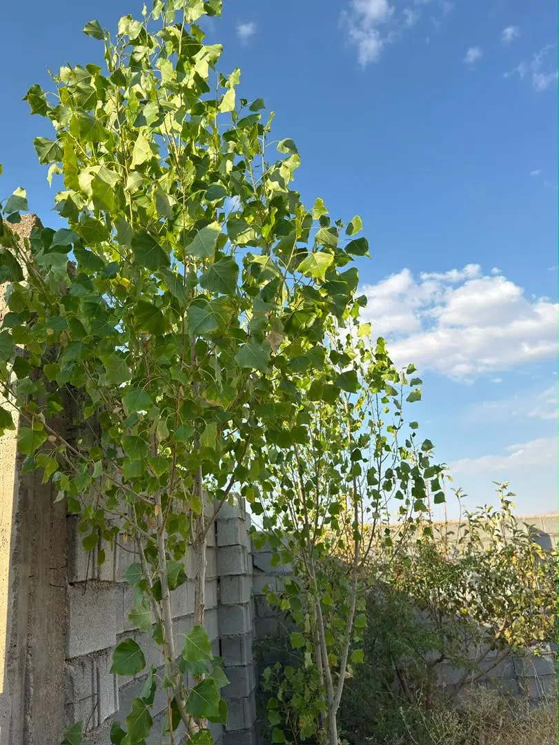 فروش باغ_۱۰۰۰متری_خان زنیان