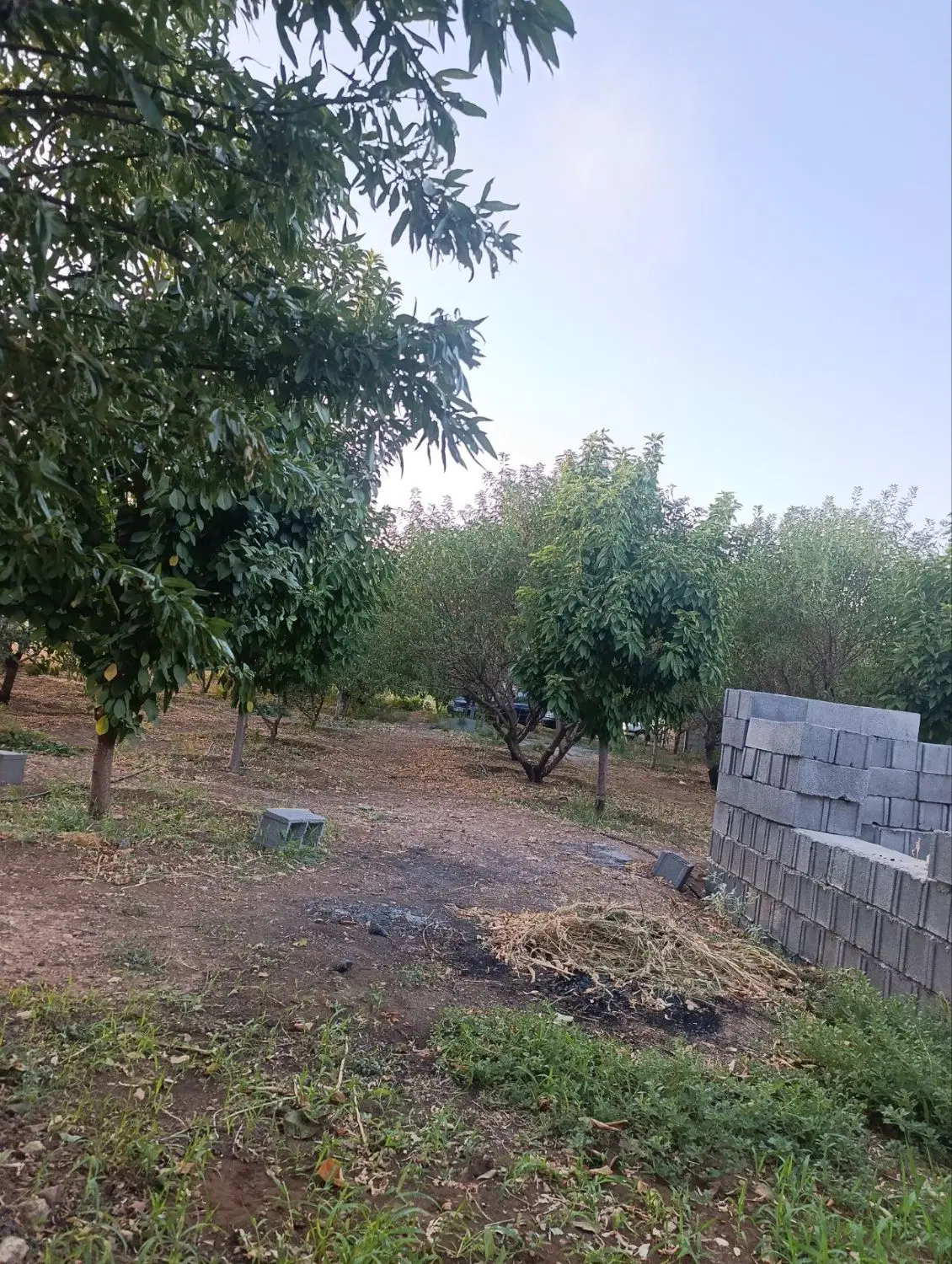فروش باغ