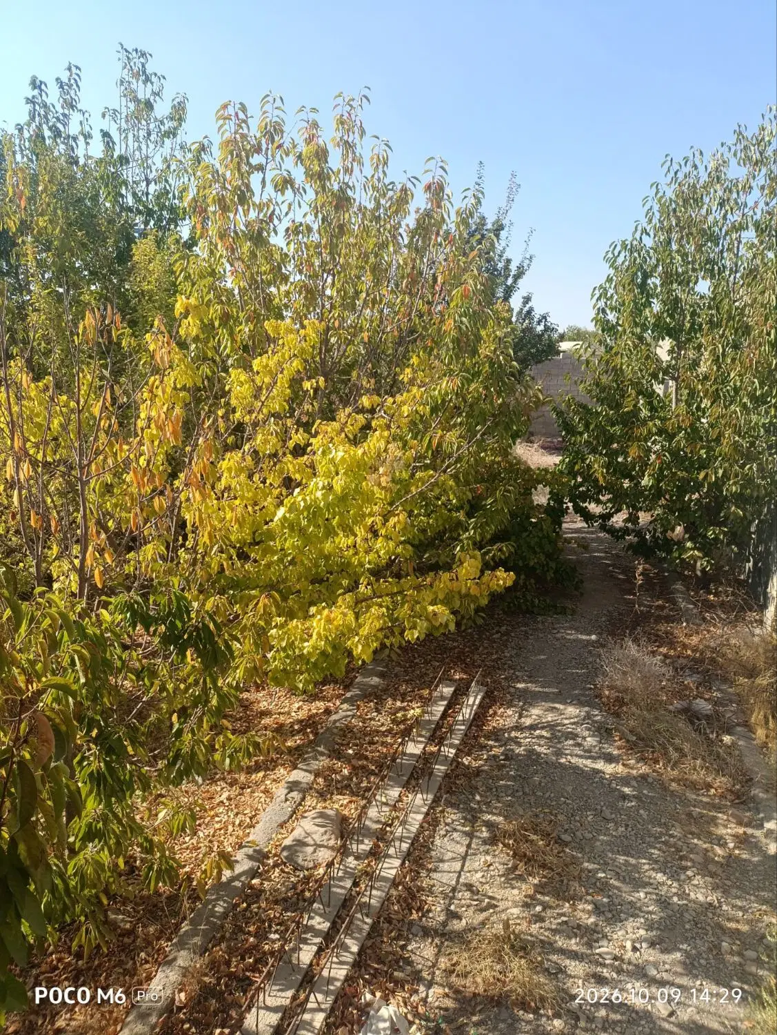 زمین سکنج