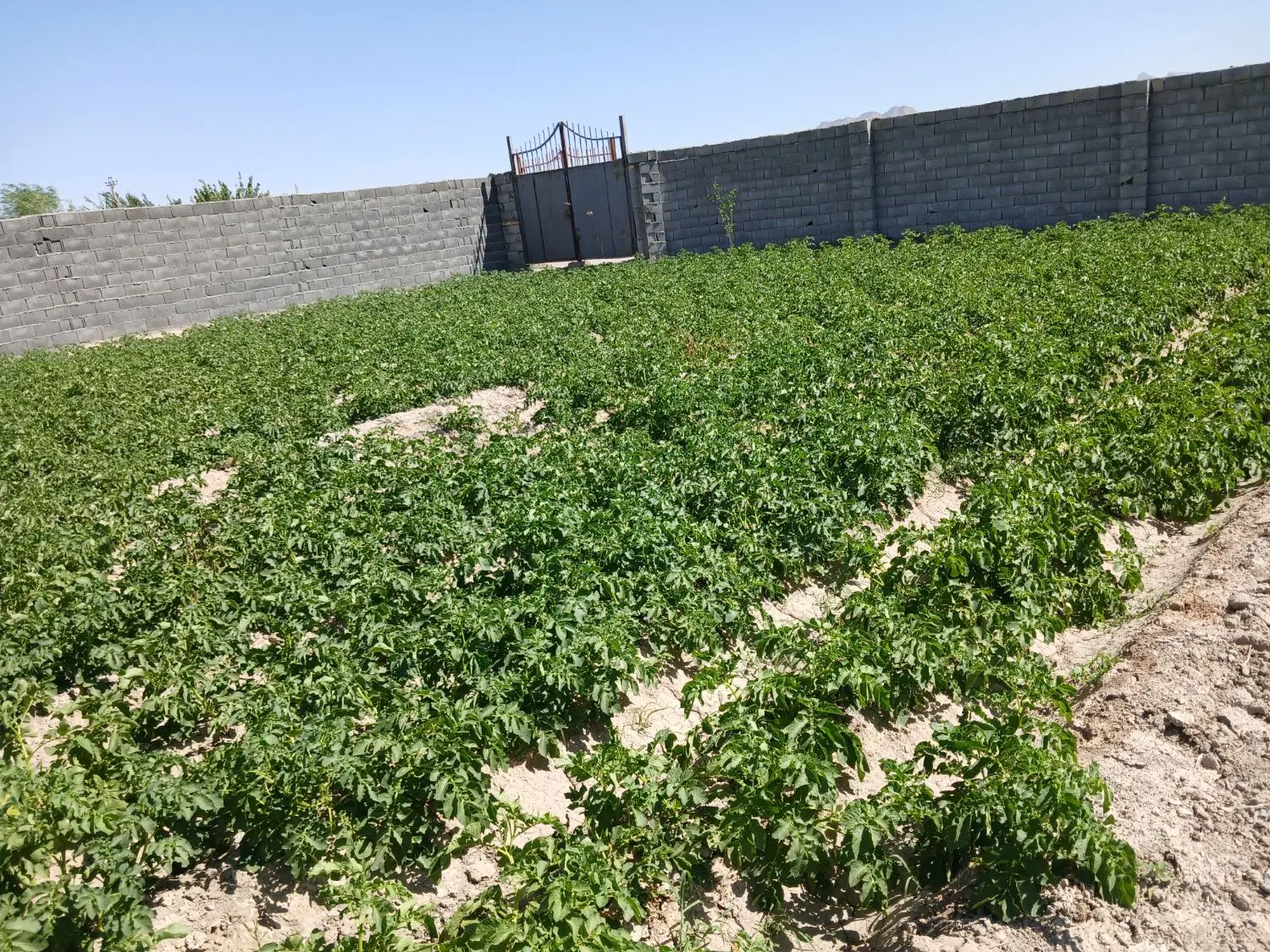 چهار دیواری