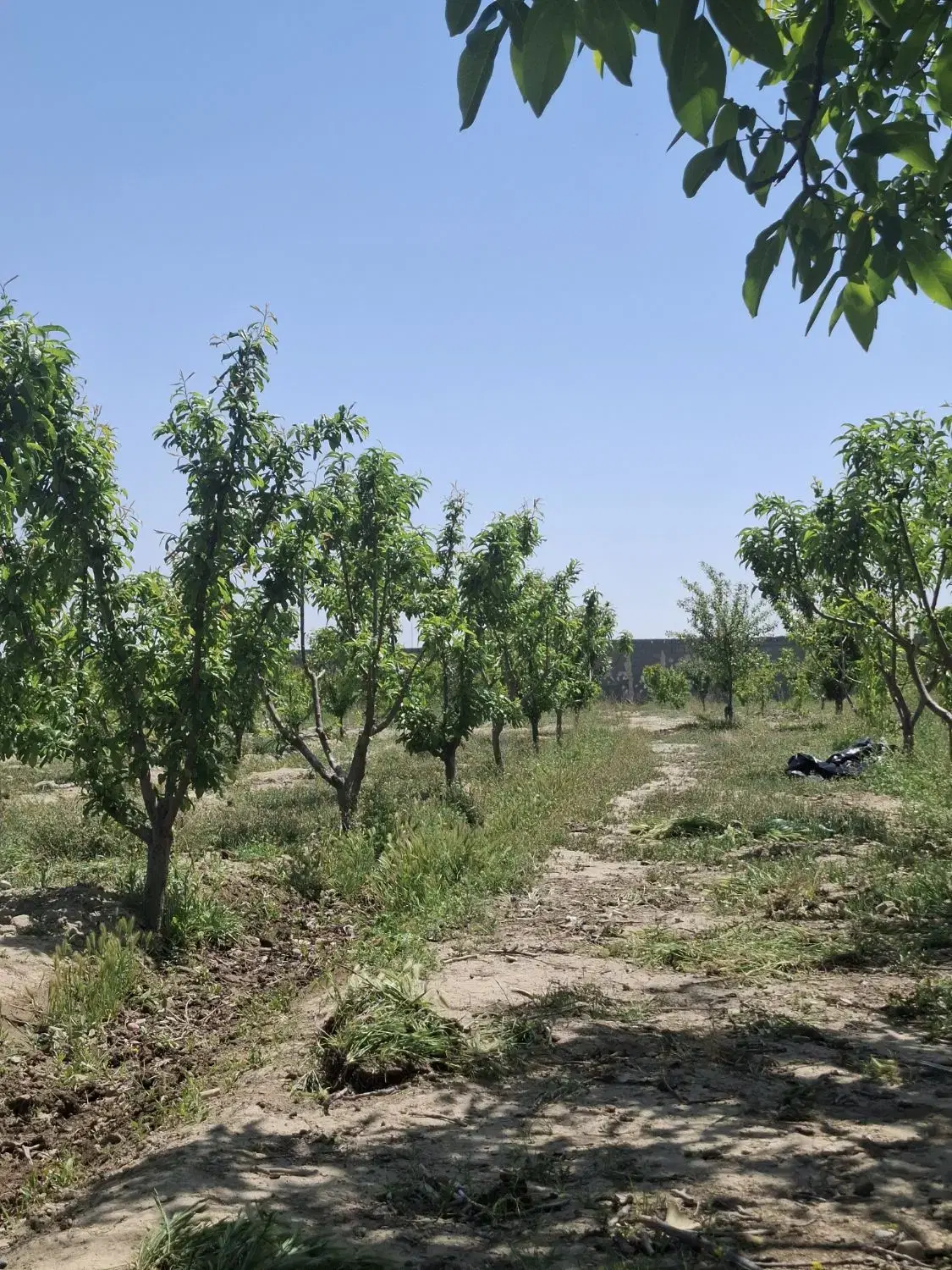 باغچه ۹۷۰ متری شهریار