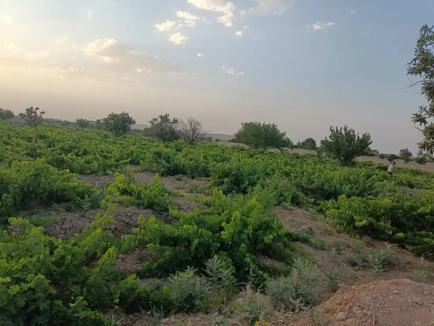 فروش باغ انگور و ۸ درخت بادام پربار