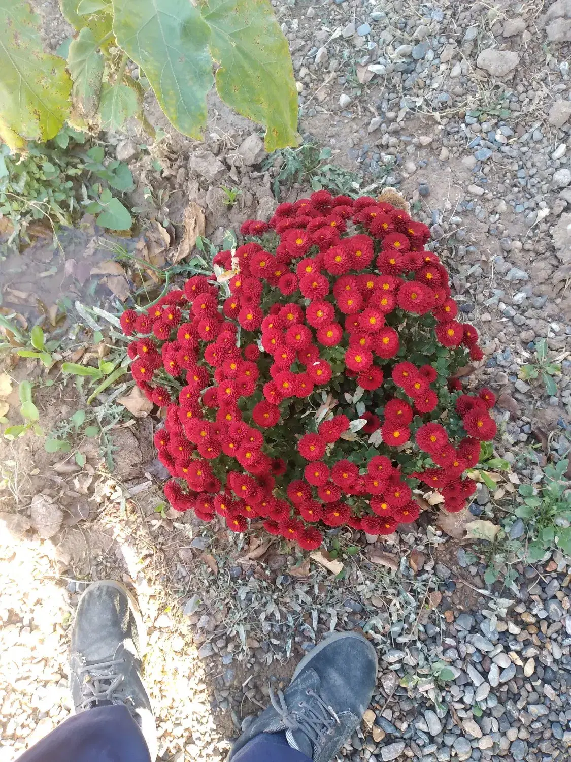 زمین زراعی وویلایی